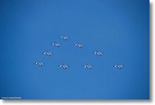 Aermacchi MB-339 AMI-FrecceTricolori-Meeting-BA102-Dijon-Longvic-28juin2008-DSC_0268.JPG